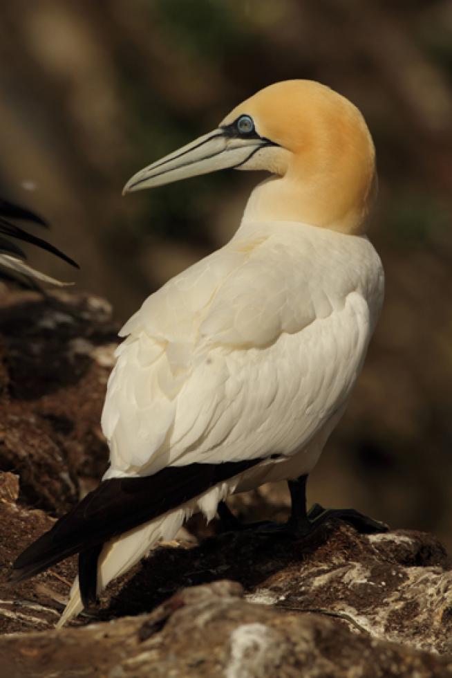 Aves de gran tamaño